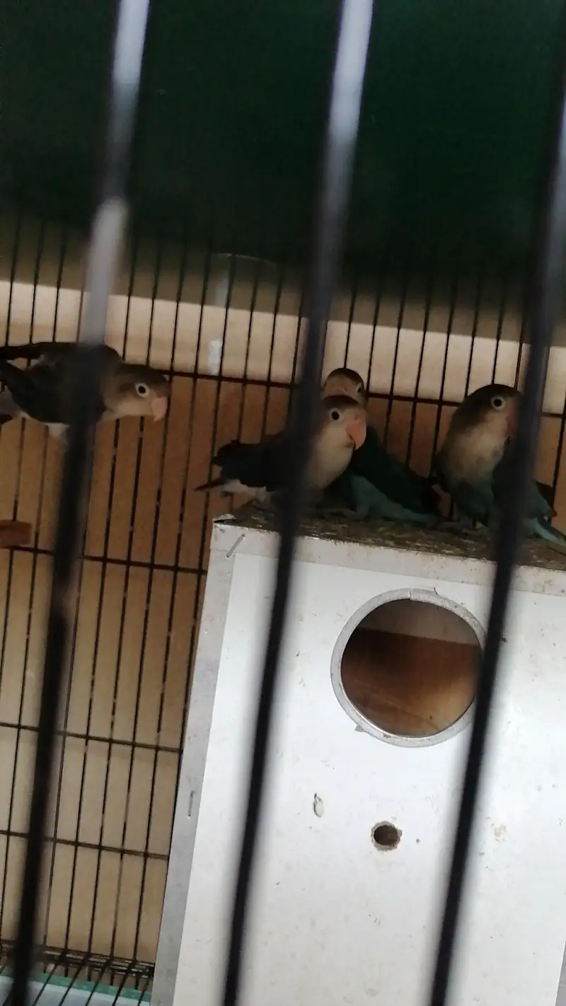 5 love birds for sale — photo 2