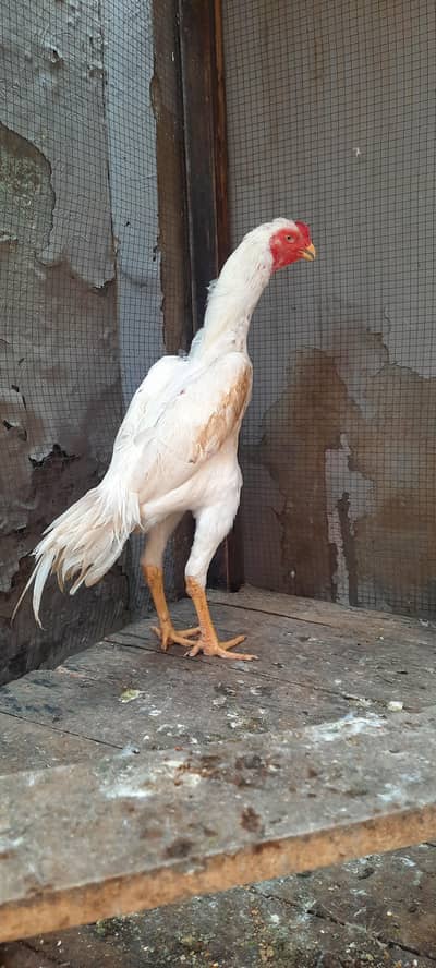 white O shamo Male