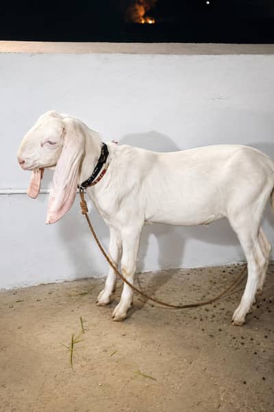 full healthy rajhan puri bakra for bskra eid