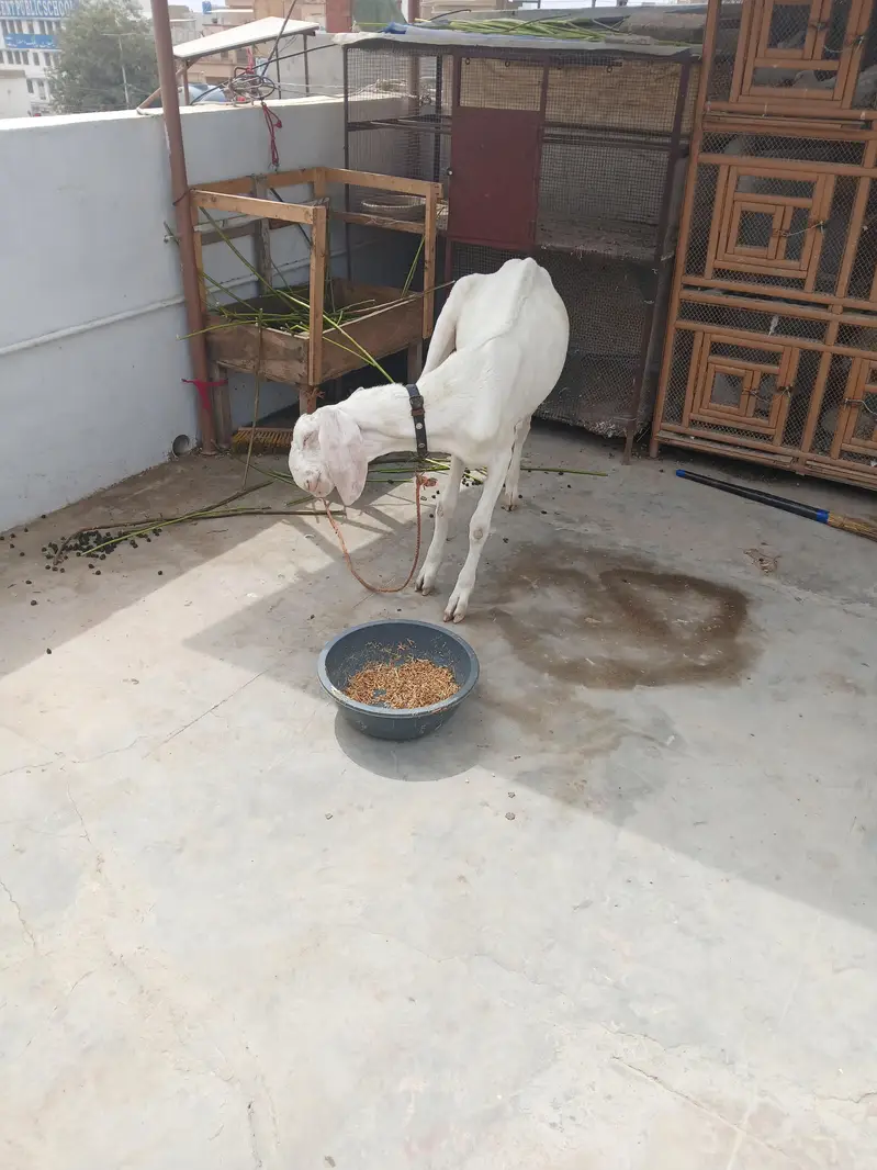 full healthy rajhan puri bakra for bskra eid — photo 2