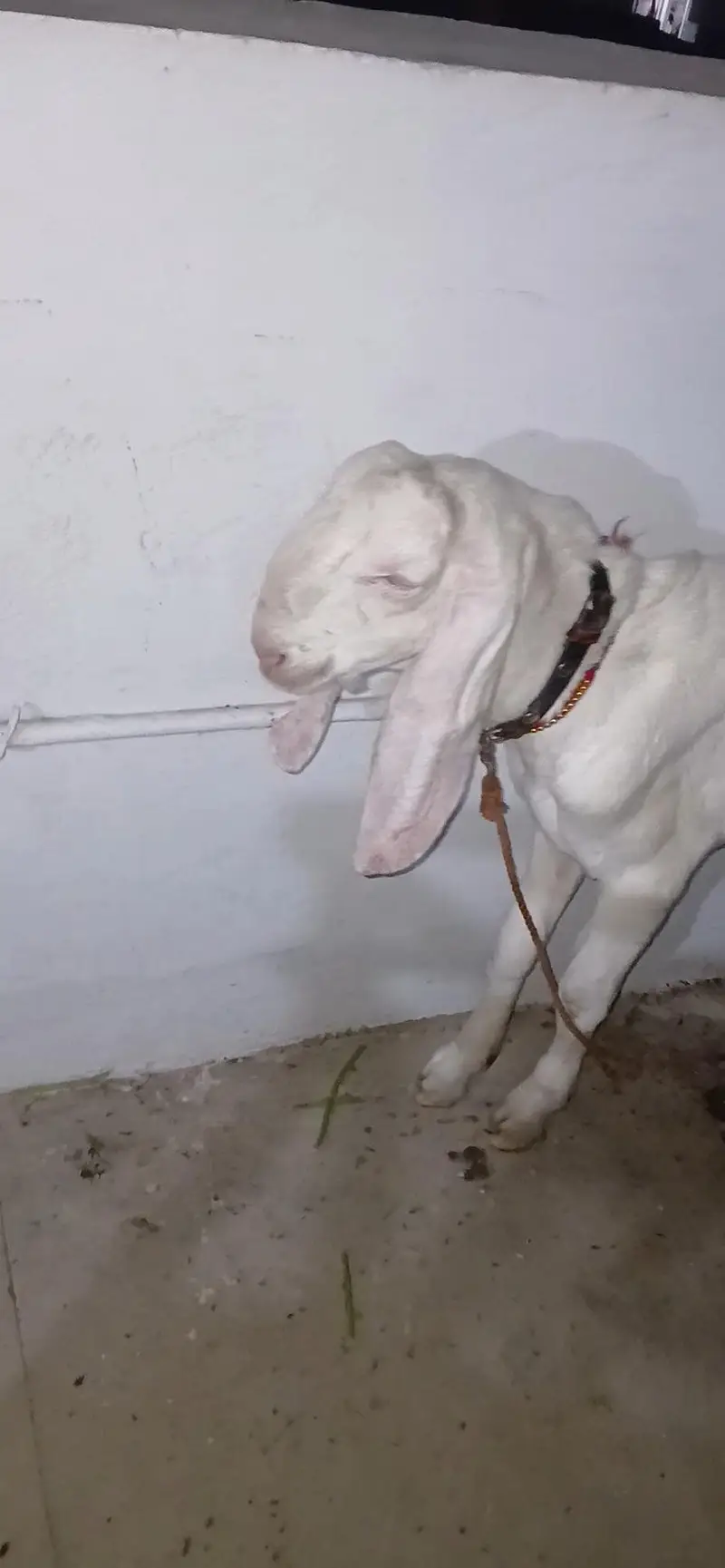 full healthy rajhan puri bakra for bskra eid — photo 3