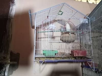 birds cage