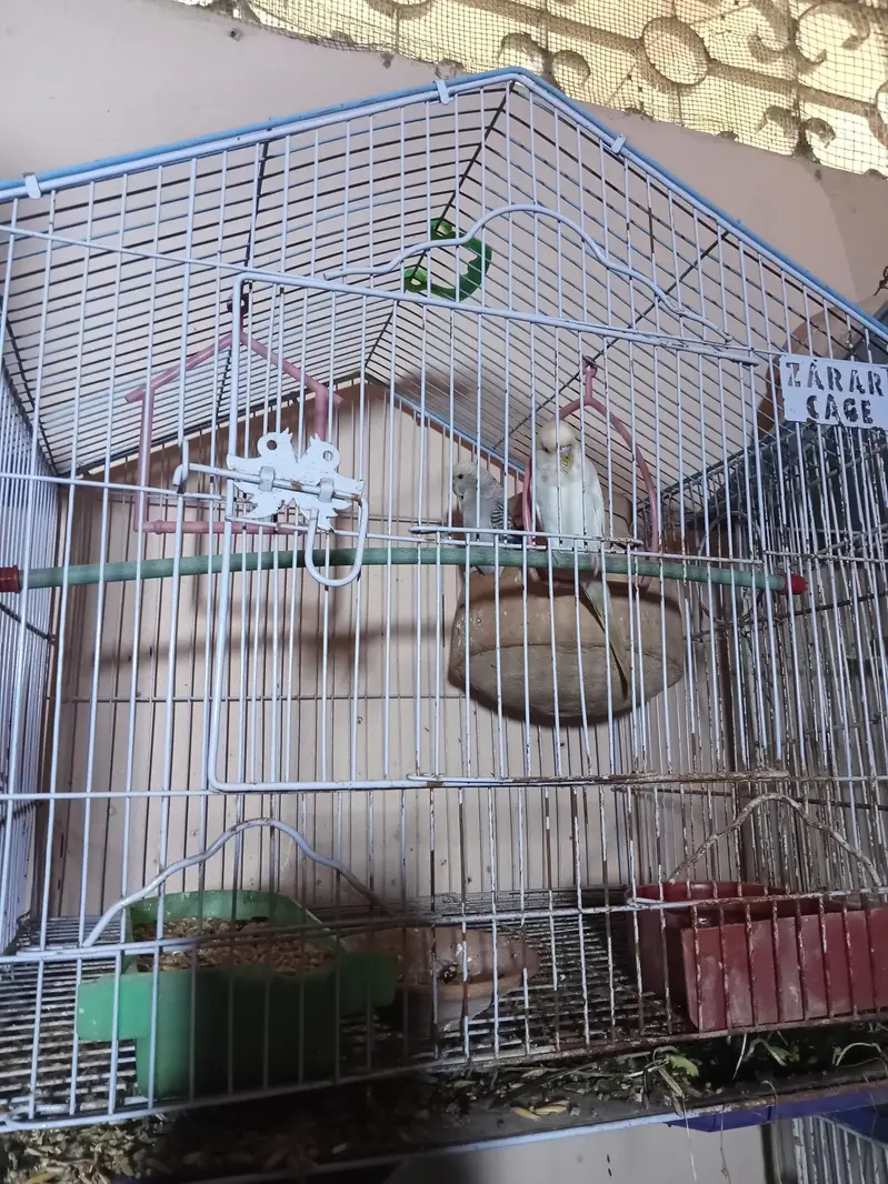 birds cage — photo 2