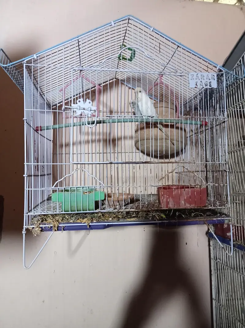 birds cage — photo 4