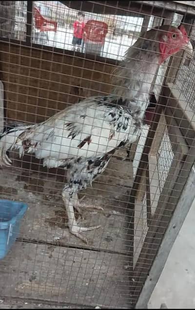 ASEEL PAIR FOR SALE