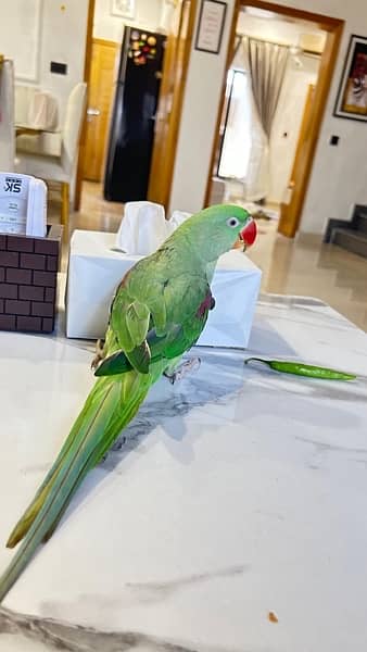 kashmiri raw parrot