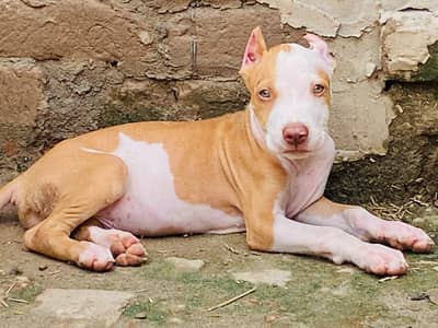 pitbull dog