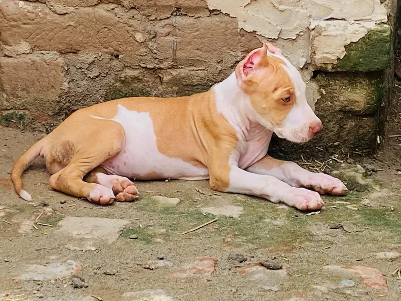 pitbull dog — photo 2