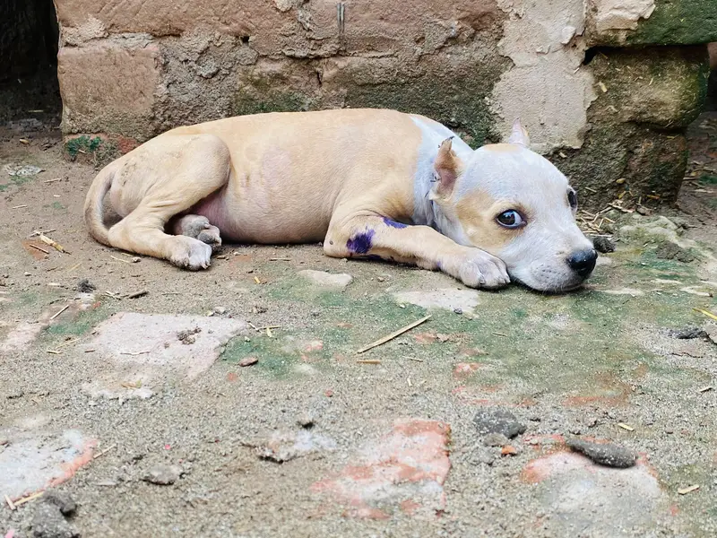 pitbull dog — photo 3