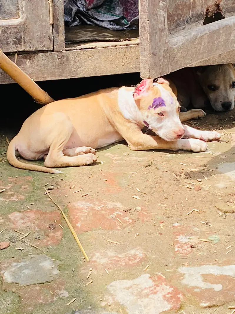 pitbull dog — photo 4