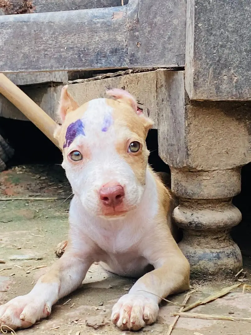 pitbull dog — photo 5