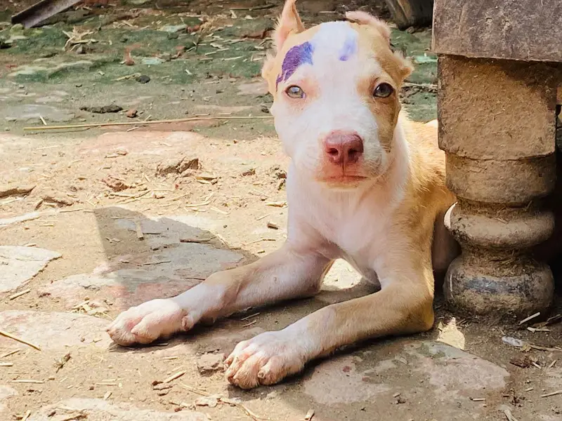pitbull dog — photo 6