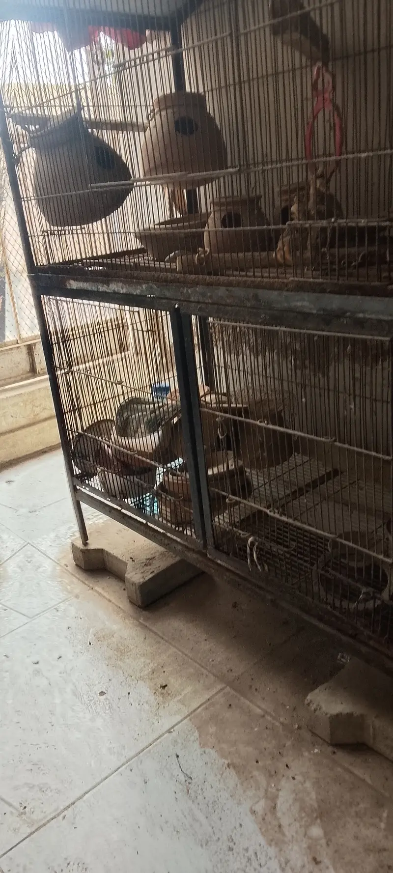Iron cage double floor — photo 5