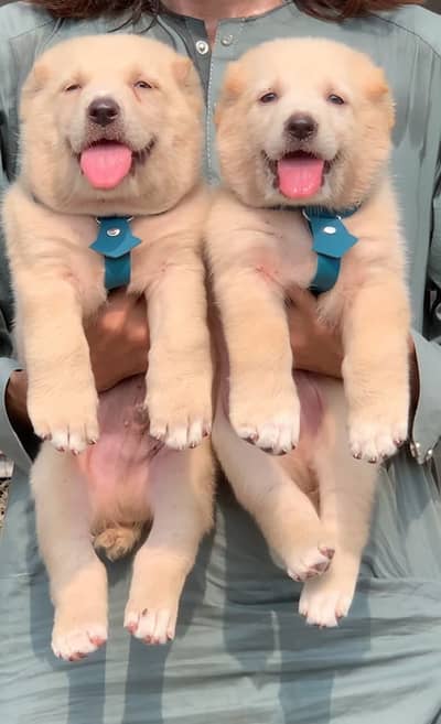 Afghan Kuchi / security Dog / Afghan Kochi /  2 months Pair |