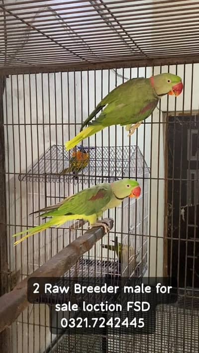 Raw 4 Male for sale