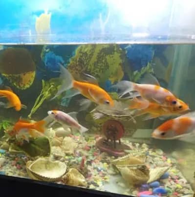 gold fish pairs available