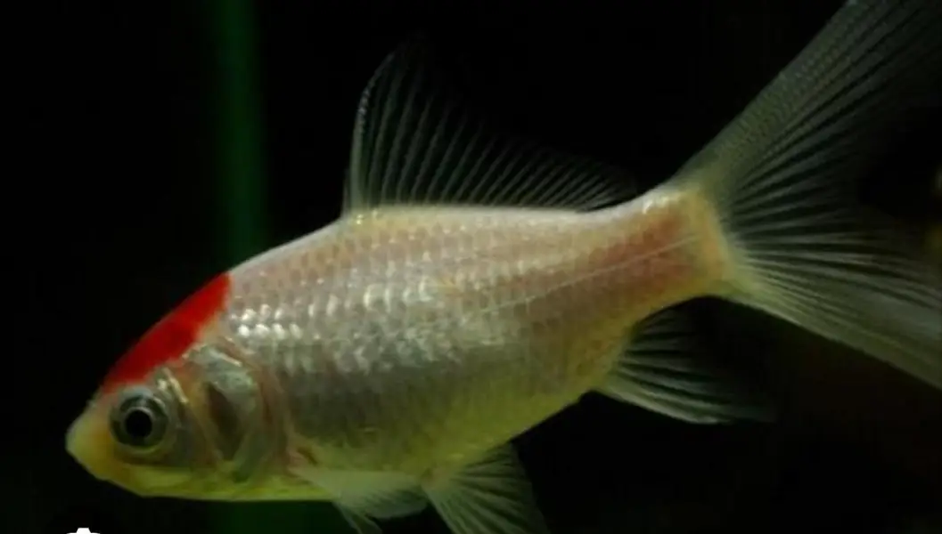 gold fish pairs available — photo 2