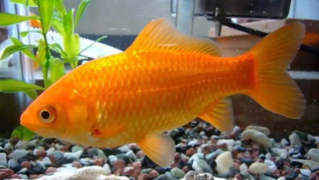 gold fish pairs available — photo 3
