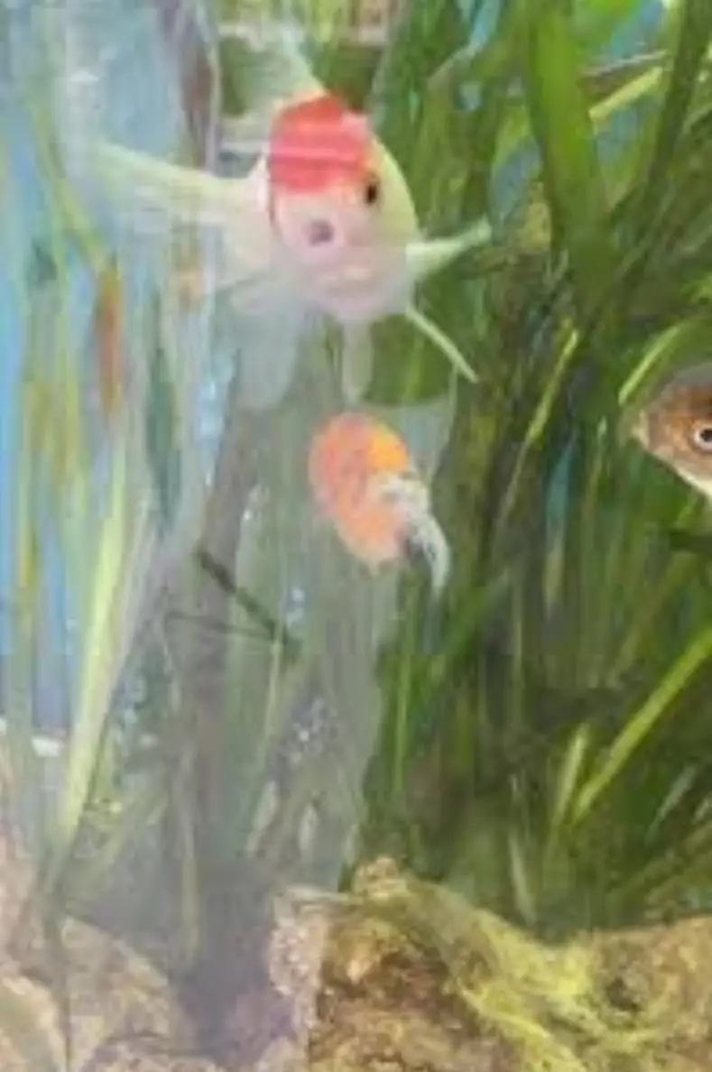 gold fish pairs available — photo 4