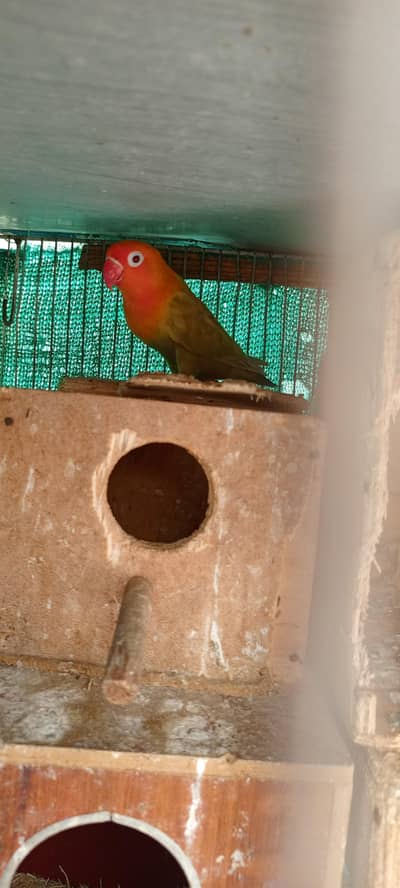 love birds Pale fellow, creamino,decinu, albino red eyes