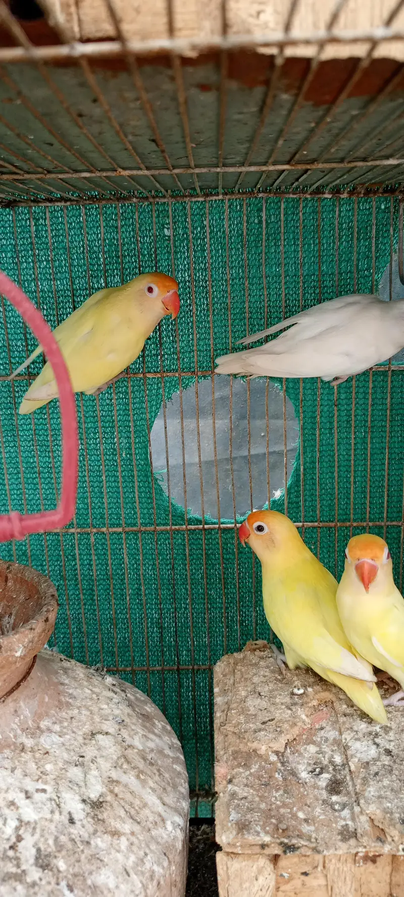 love birds Pale fellow, creamino,decinu, albino red eyes — photo 2