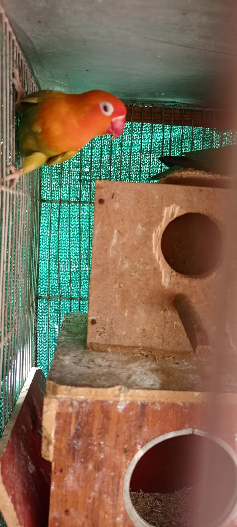 love birds Pale fellow, creamino,decinu, albino red eyes — photo 3