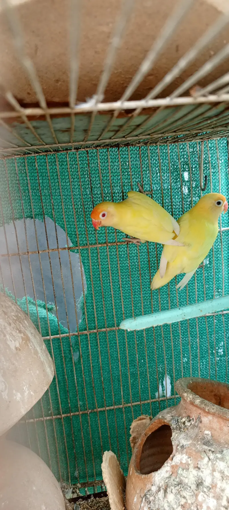 love birds Pale fellow, creamino,decinu, albino red eyes — photo 4