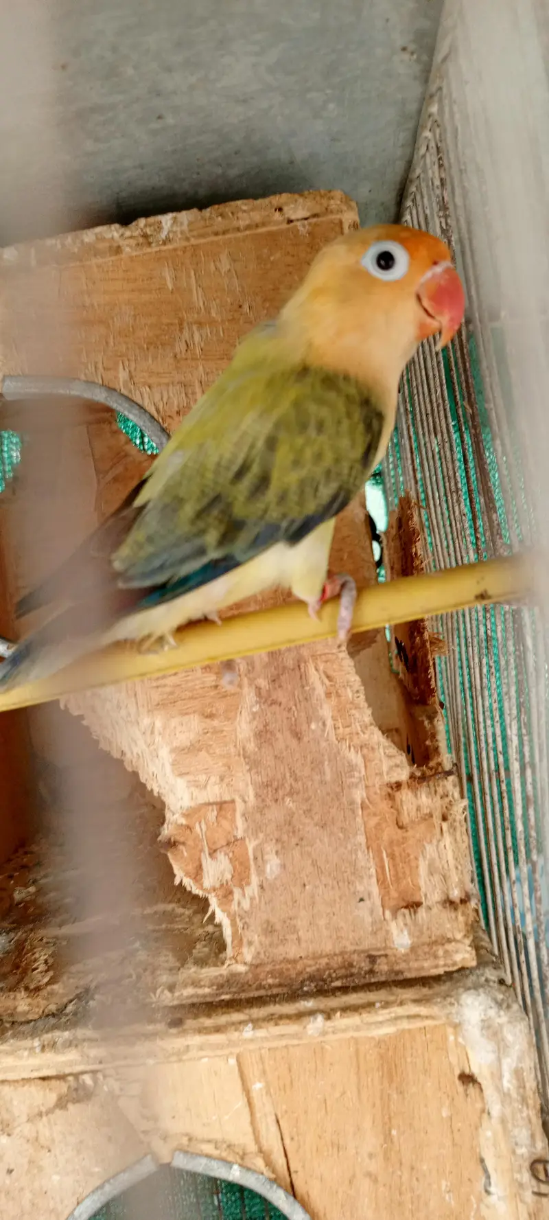 love birds Pale fellow, creamino,decinu, albino red eyes — photo 5