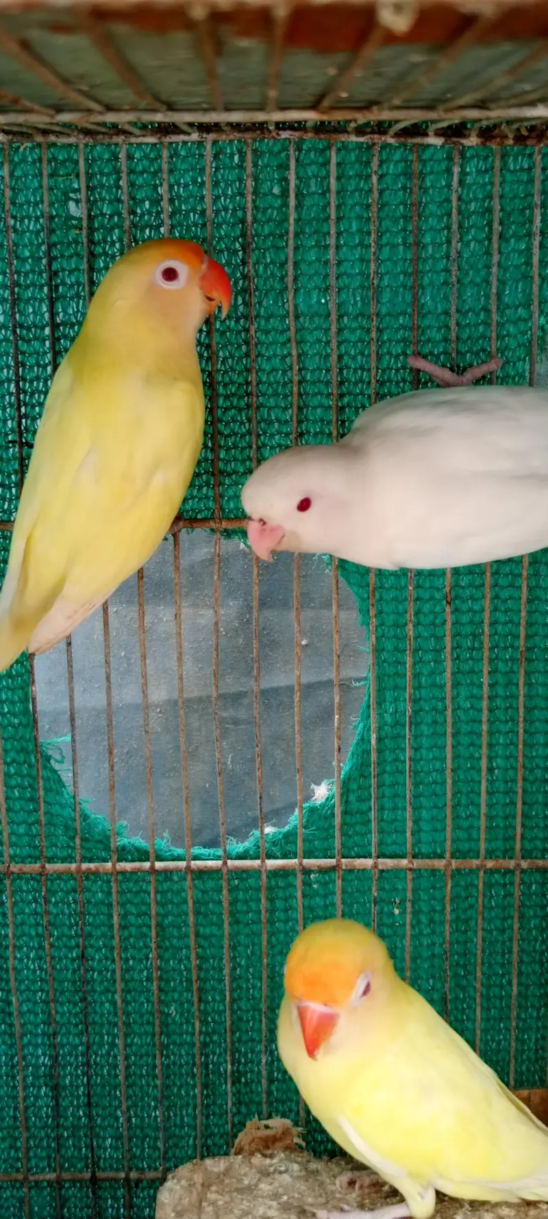 love birds Pale fellow, creamino,decinu, albino red eyes — photo 6