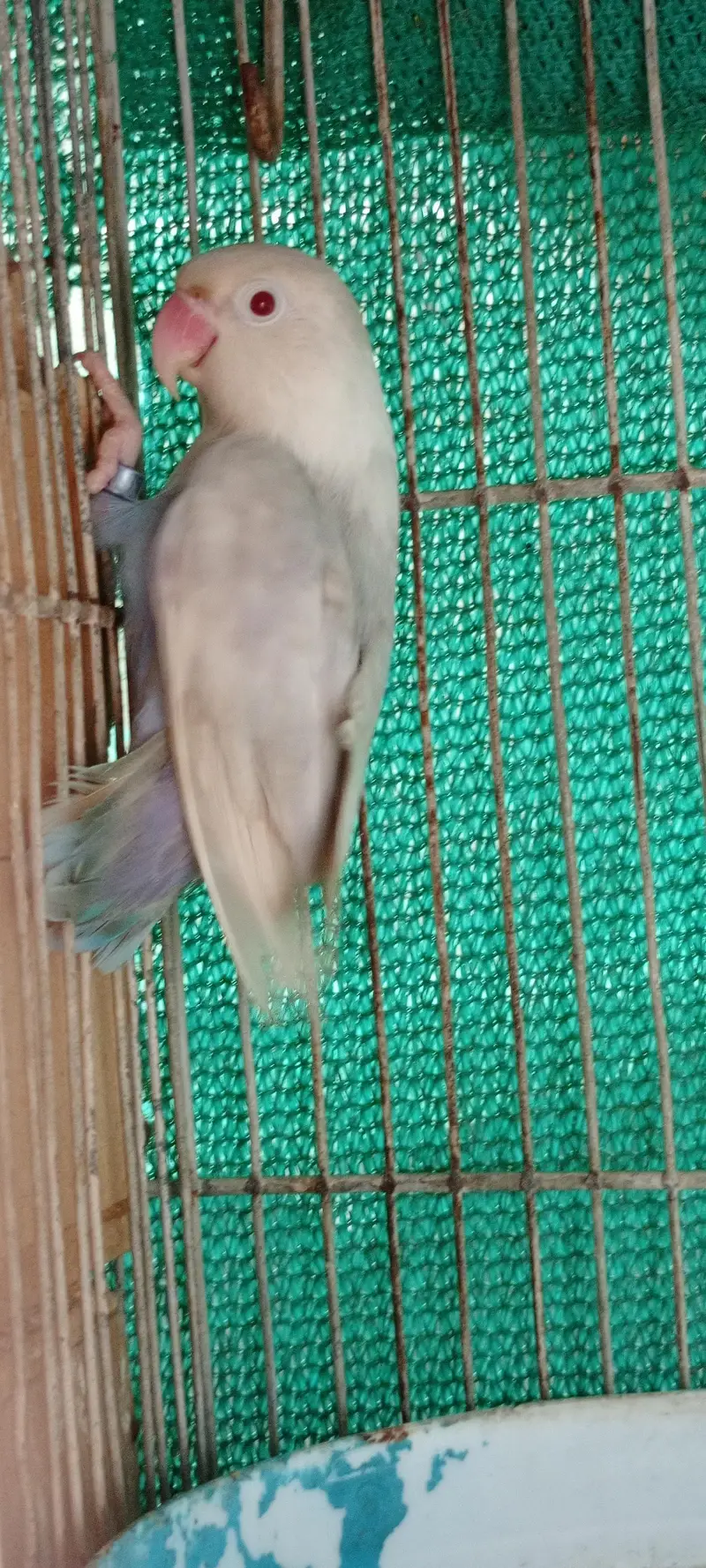 love birds Pale fellow, creamino,decinu, albino red eyes — photo 7