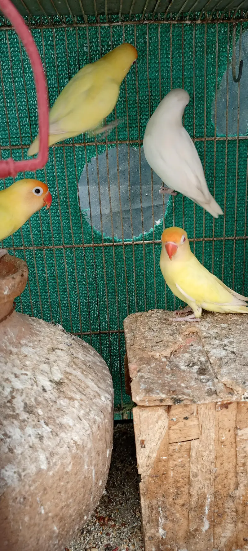 love birds Pale fellow, creamino,decinu, albino red eyes — photo 8