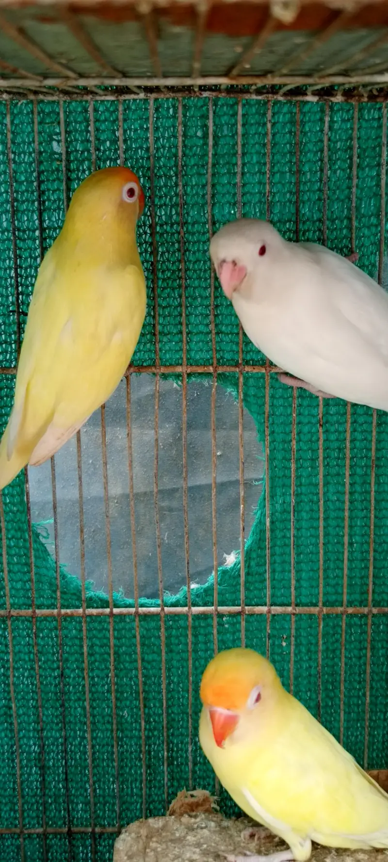 love birds Pale fellow, creamino,decinu, albino red eyes — photo 9