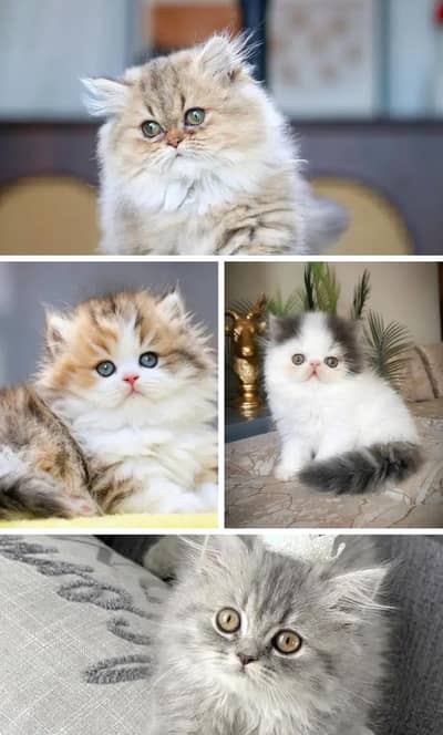 Persian cat for 2 month age Whatsapp no 03071462214