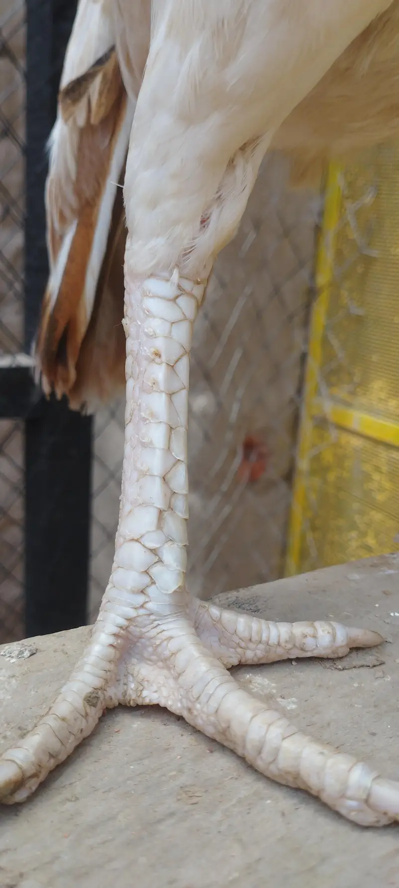 mianwali blood line — photo 3
