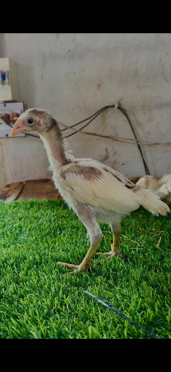 Aseel chicks 1