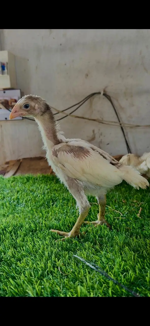 Aseel chicks — photo 2
