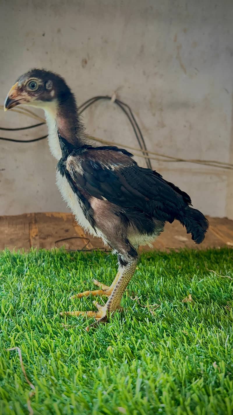 Aseel chicks 2