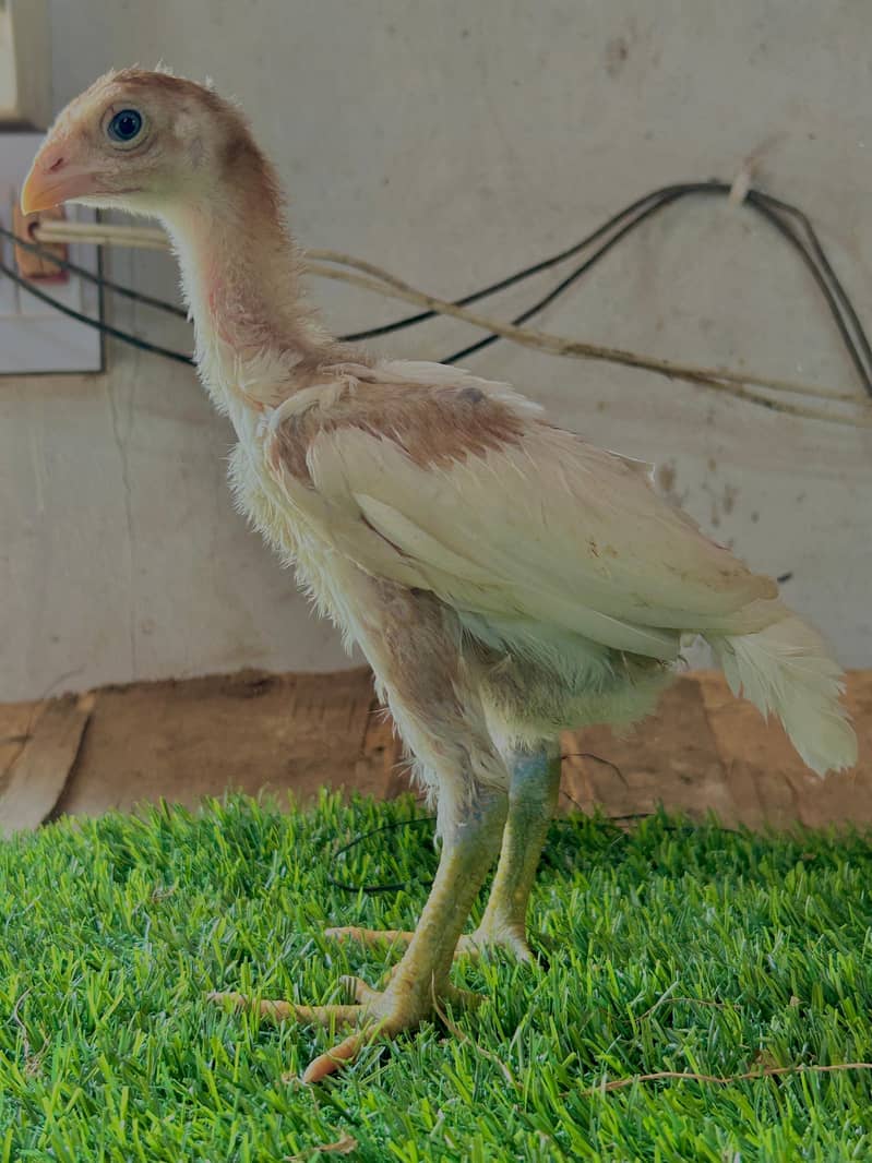 Aseel chicks 3