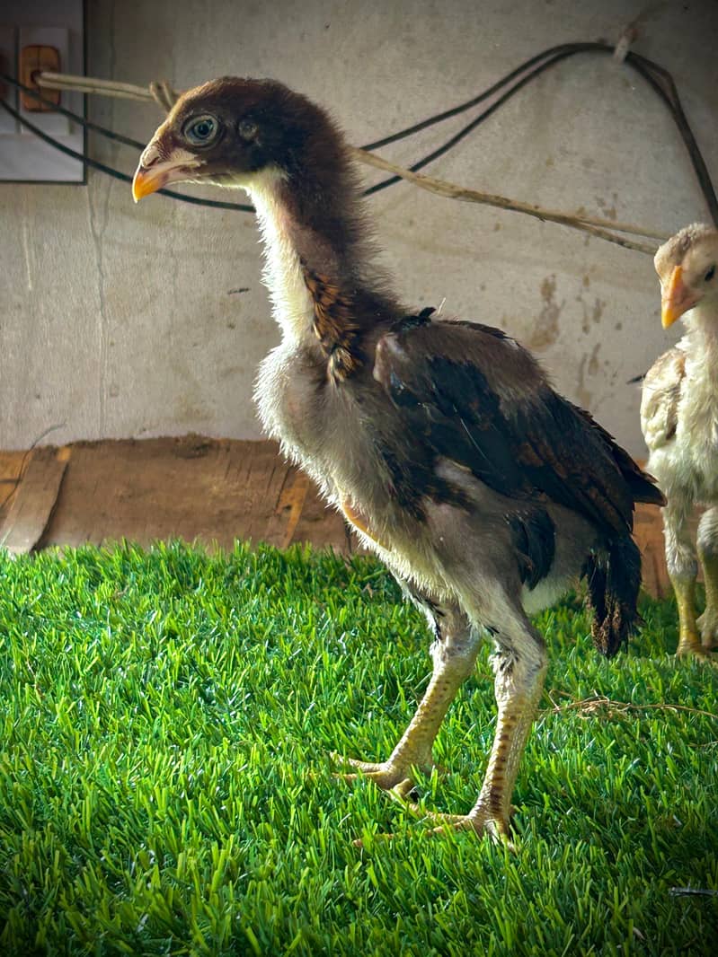 Aseel chicks 4