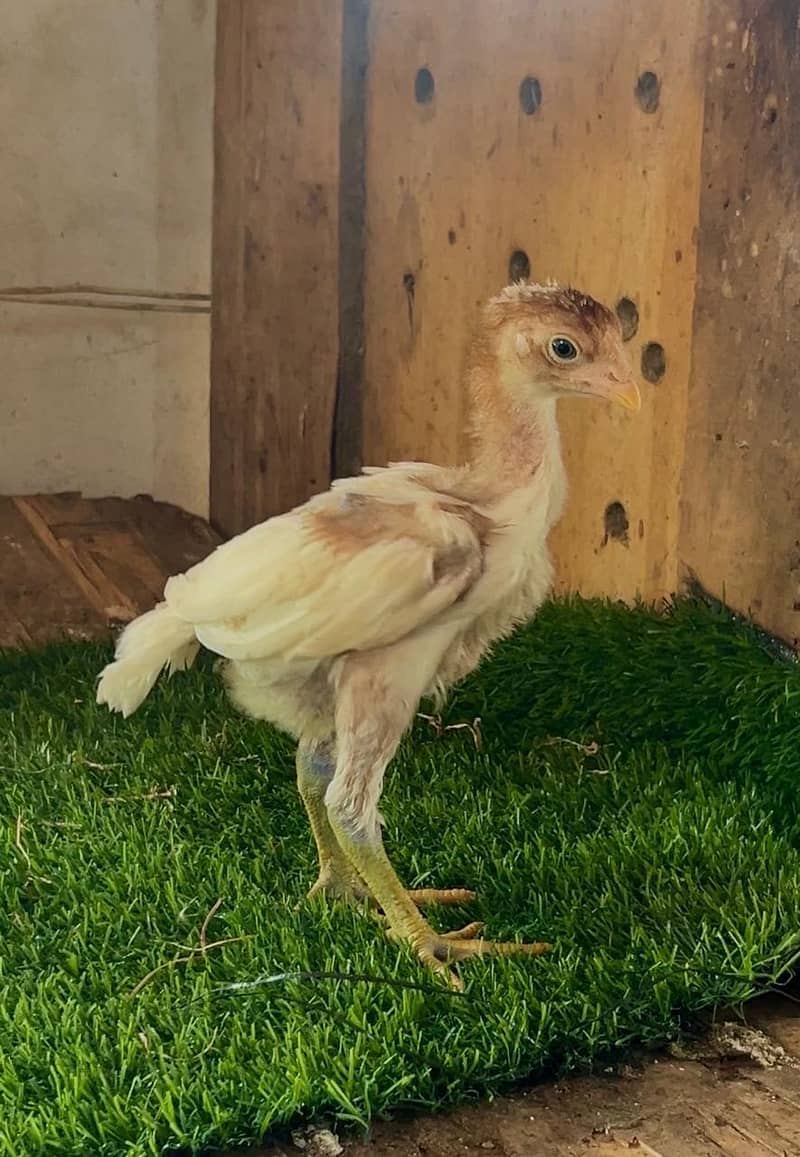 Aseel chicks 5