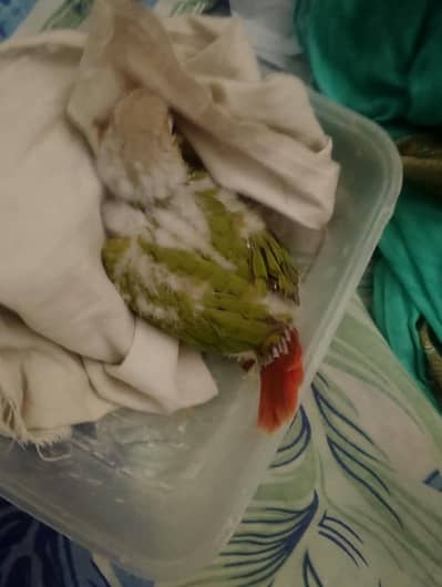 pineapple conure