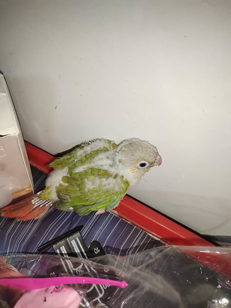 pineapple conure 1