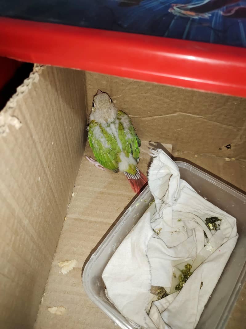 pineapple conure 2