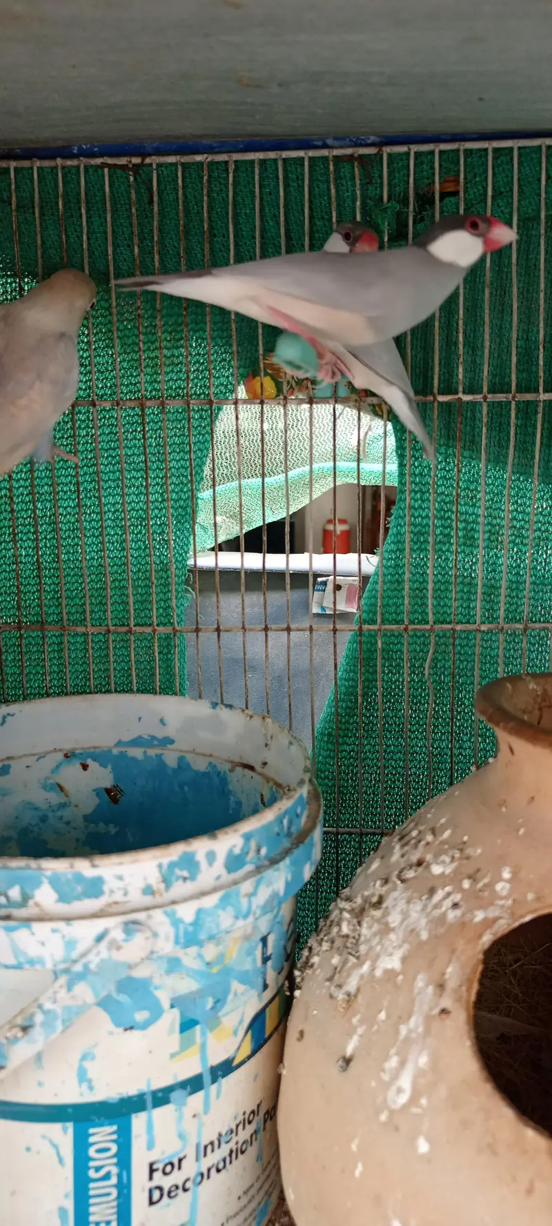 love birds Pale fellow, creamino,decinu, albino red eyes — photo 10