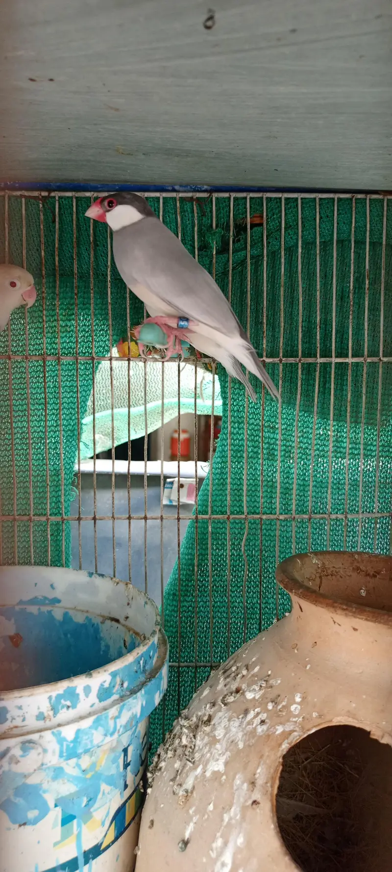 love birds Pale fellow, creamino,decinu, albino red eyes — photo 11