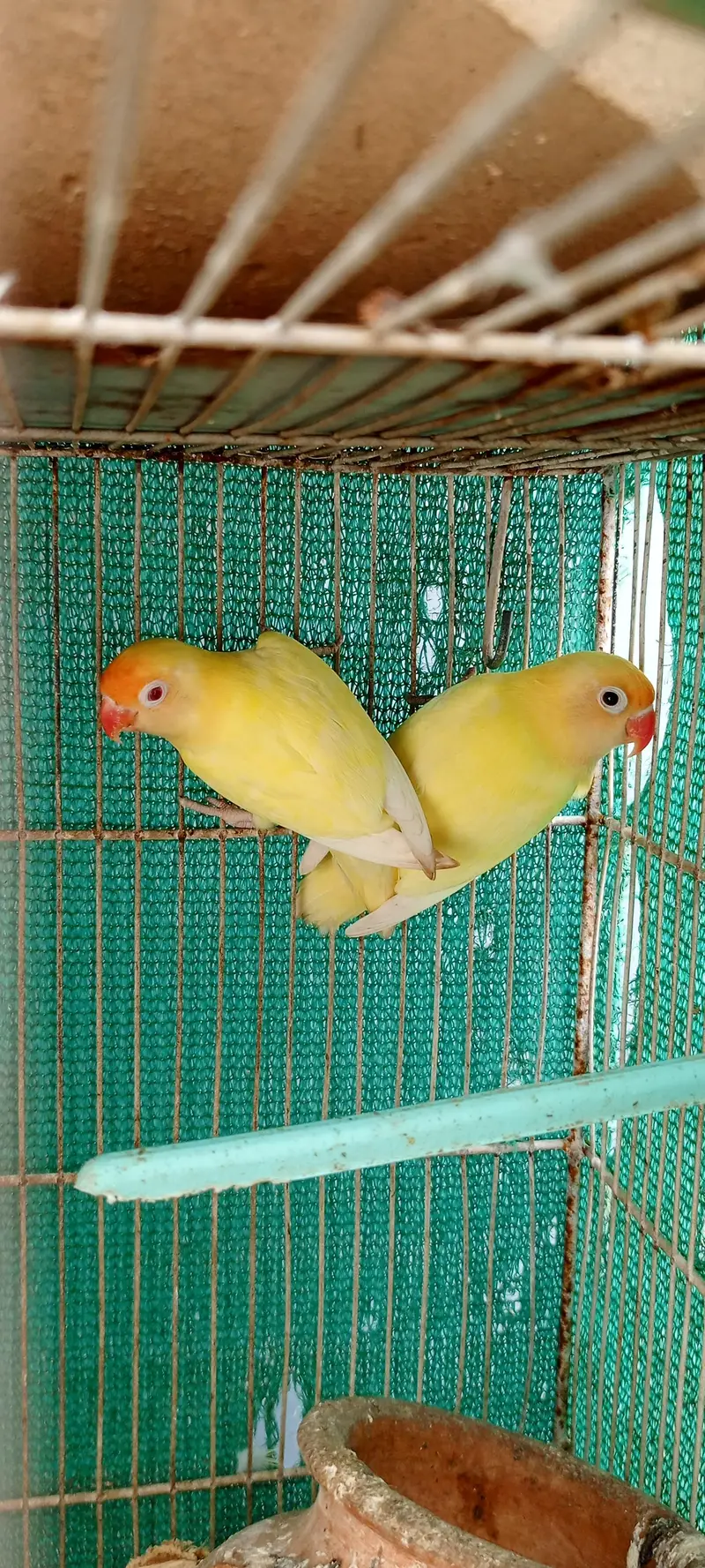 love birds Pale fellow, creamino,decinu, albino red eyes — photo 12