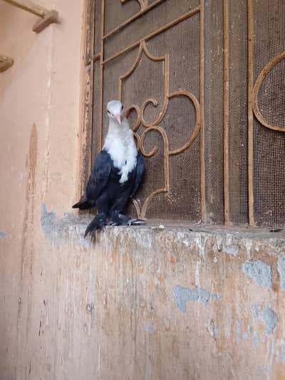 Pigeon