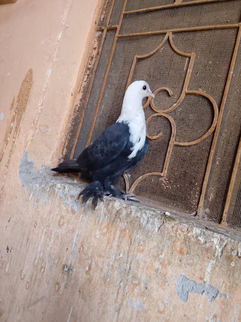 Pigeon 1