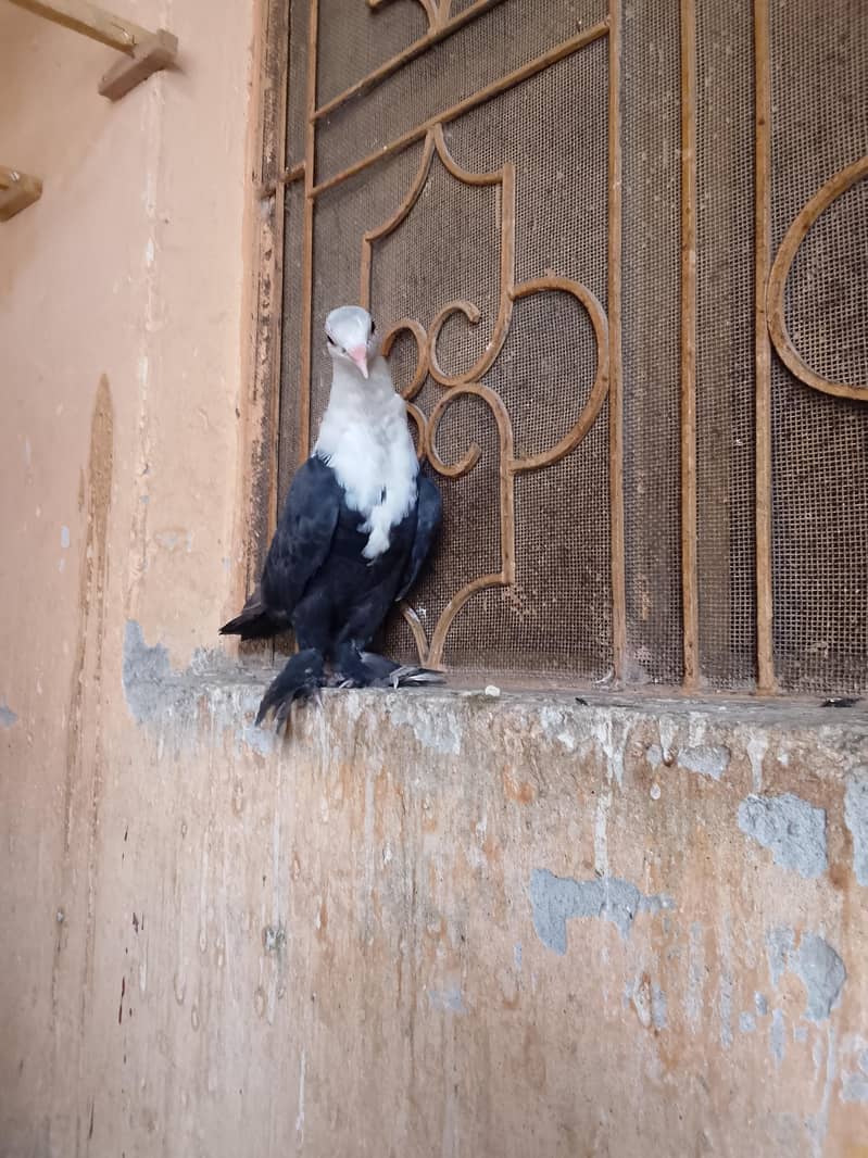 Pigeon 2