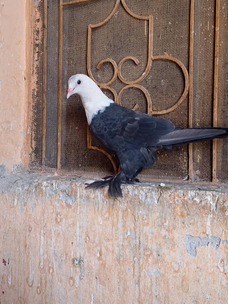 Pigeon 3